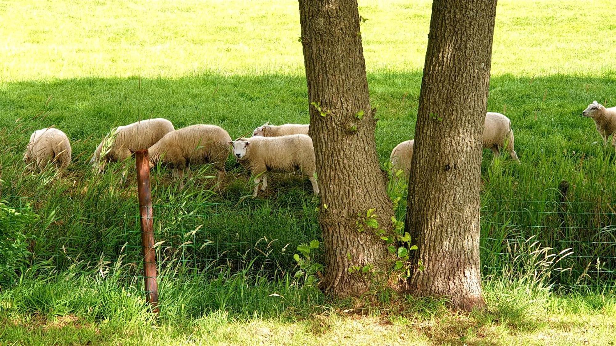 B&B Kuiper In Friesland Ureterp Dış mekan fotoğraf